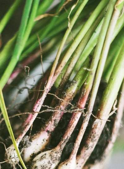 Produktfoto zu Knoblauch frisch