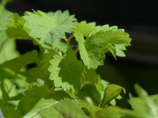 Produktfoto zu Pimpinelle