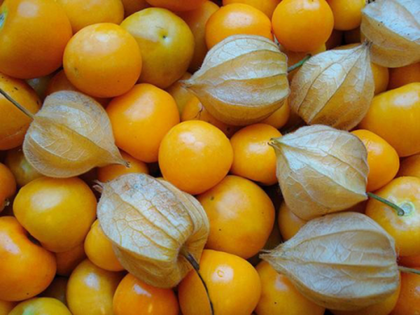 Produktfoto zu Andenbeere Schönbrunner Gold