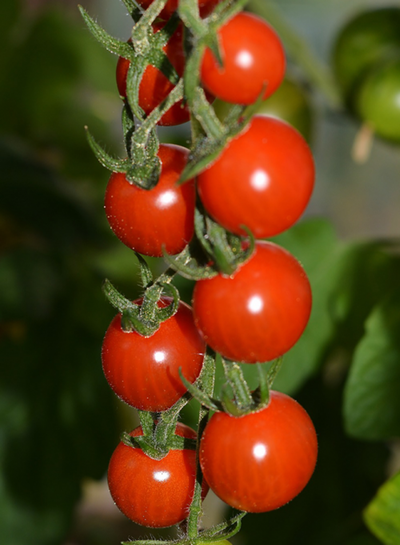Produktfoto zu Tomaten-Kollektion Freiland Maxi