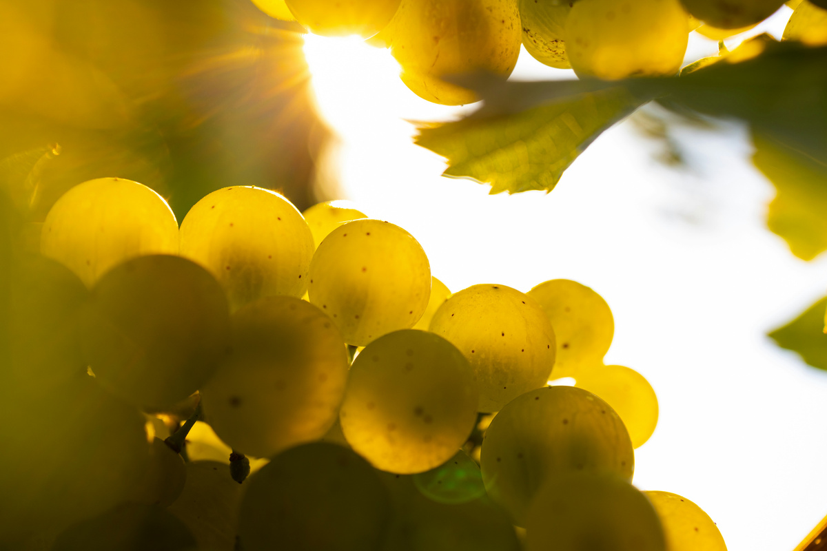 KI generiert: Sonnenlicht durchleuchtet gelbe Trauben im Nahaufnahme, umgeben von grünem Laub.