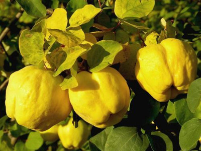 Produktfoto zu Quitten