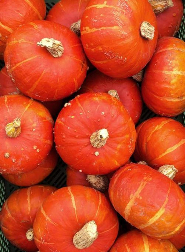Produktfoto zu Hokkaido klein