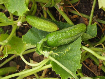 Produktfoto zu Einlegegurke Vorgebirgstraube