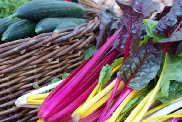 Produktfoto zu P_Blattmangold farbig