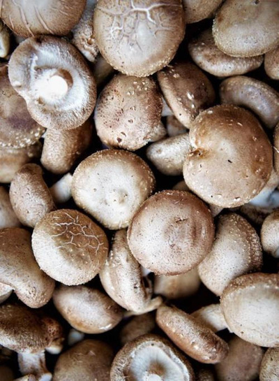 Produktfoto zu Shiitake