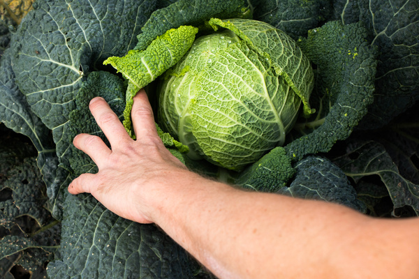 KI generiert: Eine Hand berührt einen frisch geernteten Wirsingkohl im Garten.