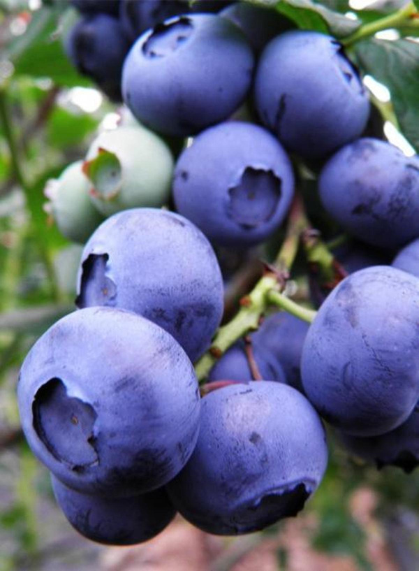 Produktfoto zu Heidelbeere Bluecrop