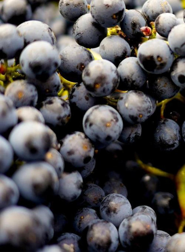 Produktfoto zu Trauben blau kernlos