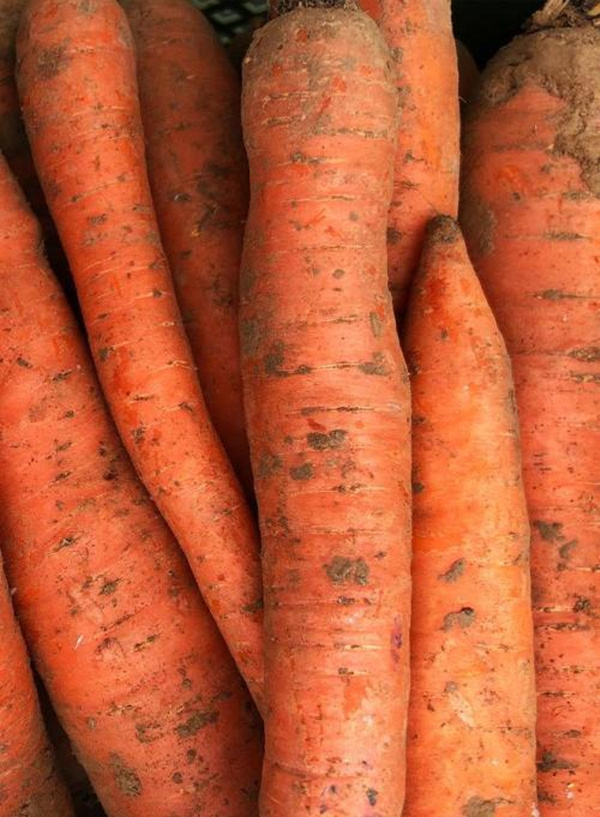 Produktfoto zu Karotten Rodelika ungewaschen