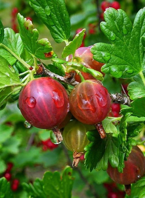 Produktfoto zu Stachelbeere rot