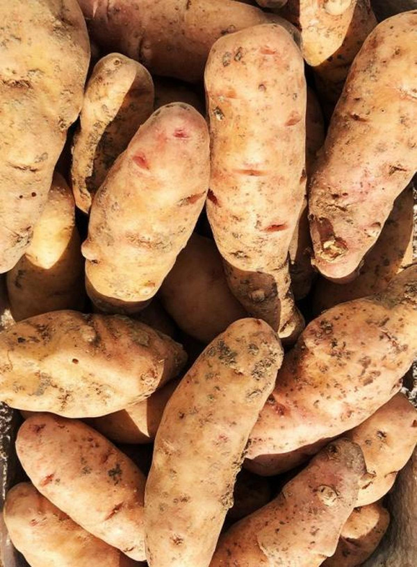 Produktfoto zu Bamberger Hörnla