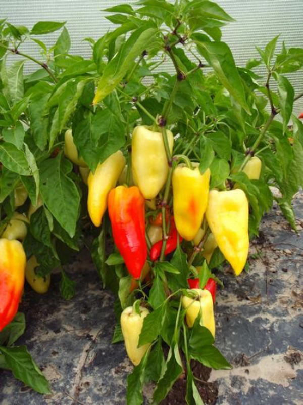 Produktfoto zu Ference Tender