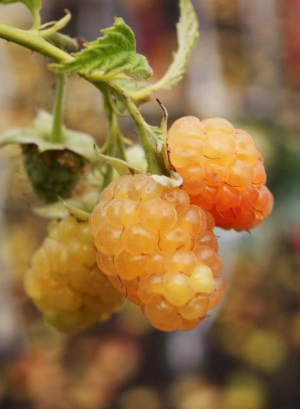 Produktfoto zu Himbeer-Strauch gelbfrüchtig
