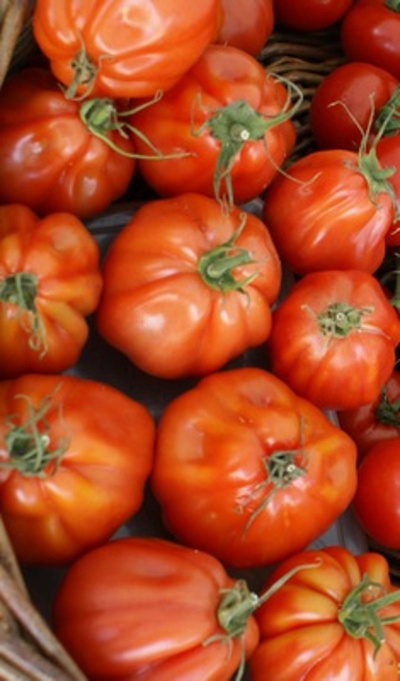 Produktfoto zu Tomate Ochsenherz