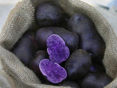 Produktfoto zu Pflanzkartoffel Blauer Schwede (vorw. festkochend)
