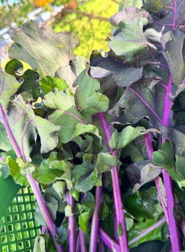Produktfoto zu Flowersprouts-Blätter