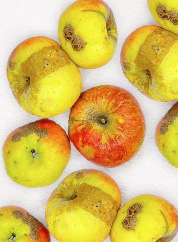 Produktfoto zu Snack-Äpfel klein