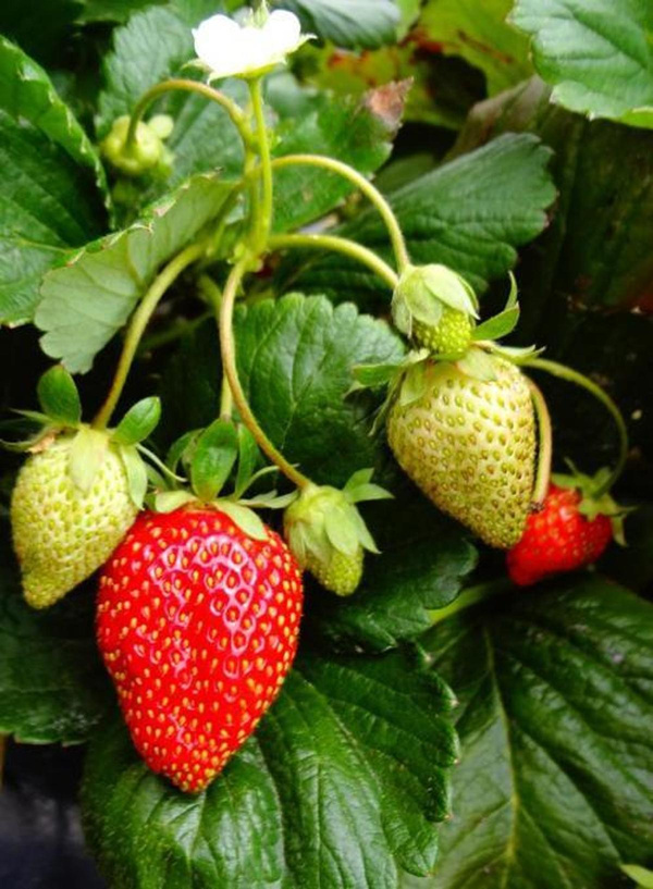 Produktfoto zu Aromaerdbeere Schindlers Mieze
