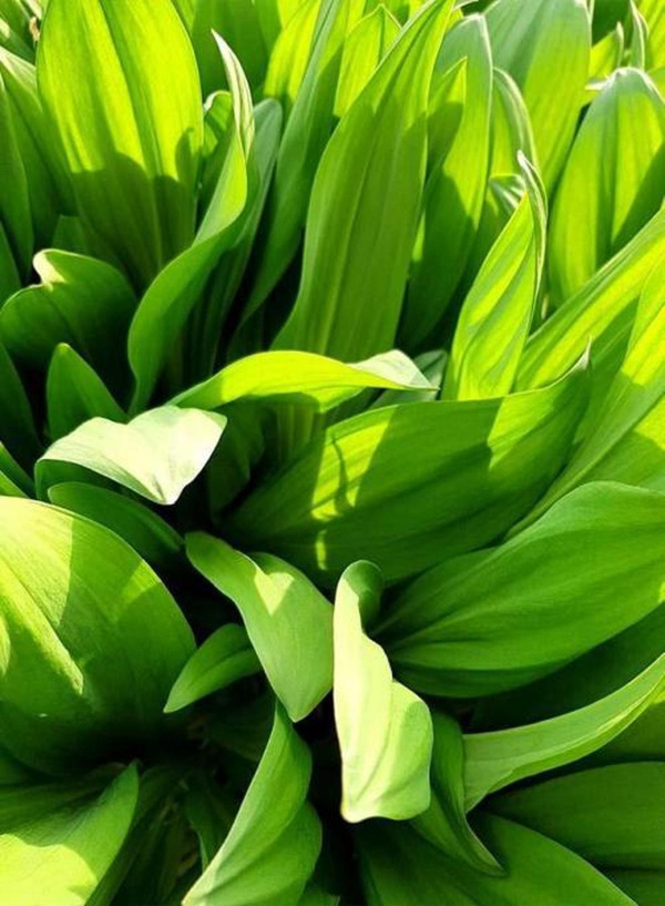 Produktfoto zu Bärlauch