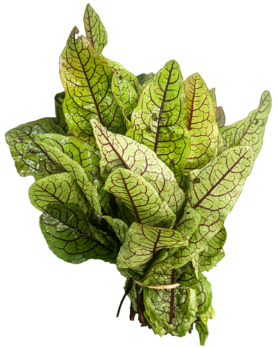 Produktfoto zu Blutampfer