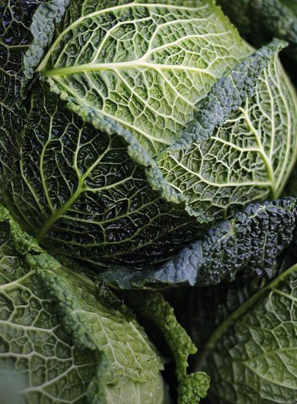 Produktfoto zu Bamberger Butterwirsing