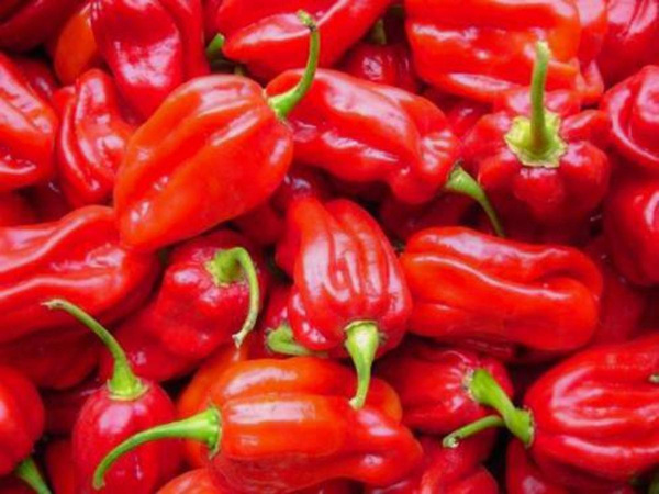 Produktfoto zu Chili Habanero Tropical Red