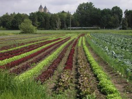 KI generiert: Reihen von buntem Gemüse auf einem Feld, im Hintergrund Bäume und ein Gebäude mit Türmen.