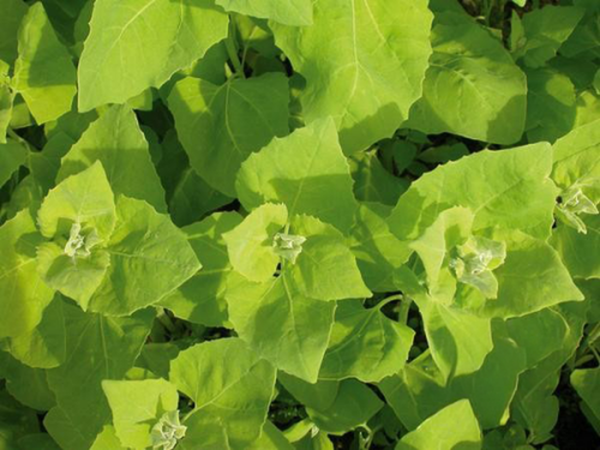 Produktfoto zu Gartenmelde Mondseer