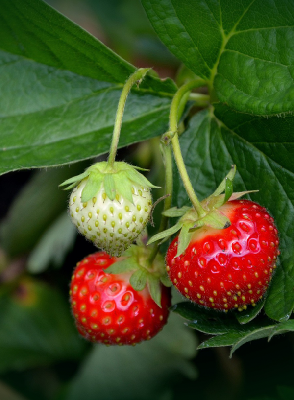 Produktfoto zu Erdbeere Korona