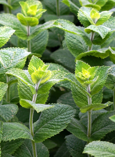 Produktfoto zu Minze Mojito (Hemmingwayminze, Hugominze)
