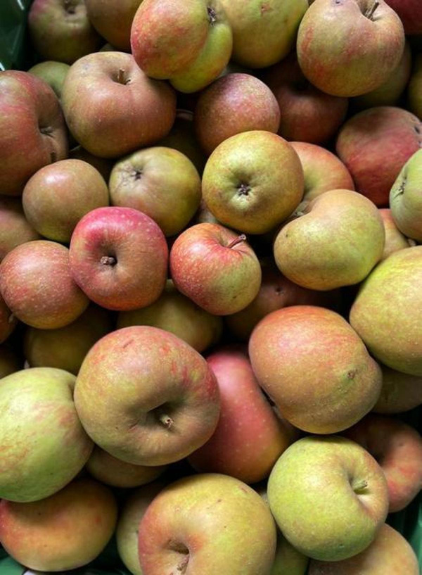 Produktfoto zu Äpfel Boskoop