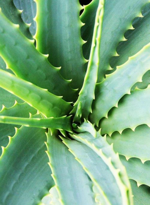 Produktfoto zu Aloe Vera Vito