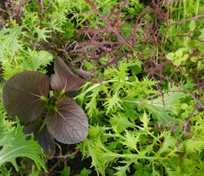 Produktfoto zu Oriental Green