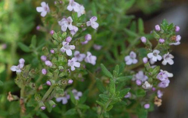Produktfoto zu Thymian Bund