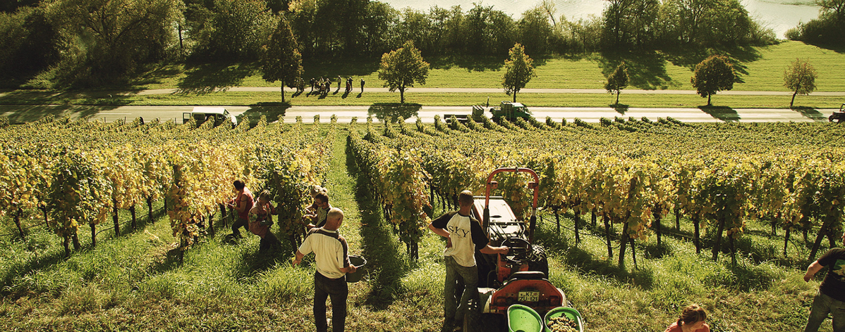KI generiert: Menschen arbeiten in einem Weinberg, umgeben von Reben und grüner Landschaft.