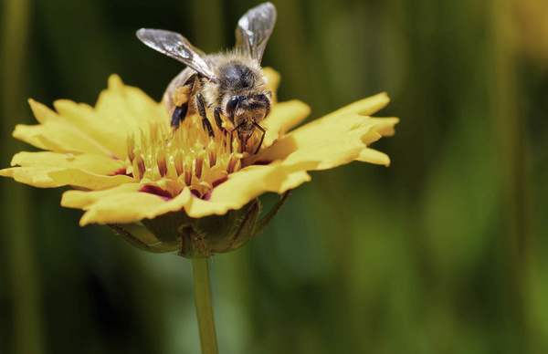 KI generiert: Eine Biene sitzt auf einer gelben Blume und sammelt Nektar.