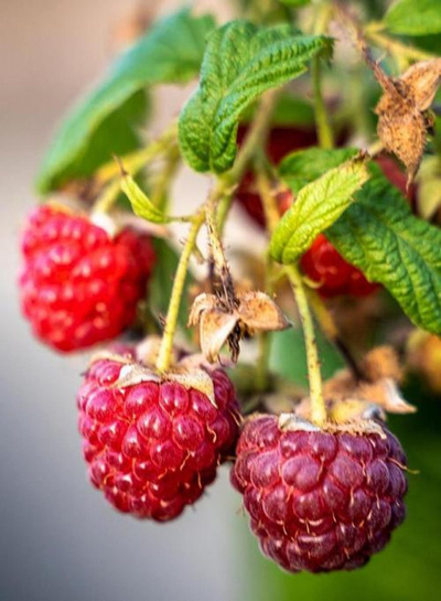 Produktfoto zu Sommer-Himbeere (Strauch)