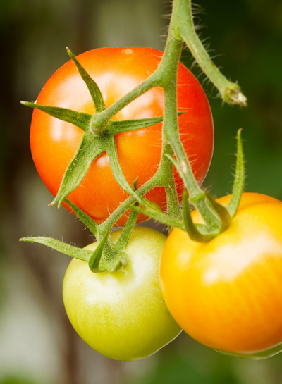 Produktfoto zu Feinschmecker-Tomatenkollektion Maxi