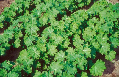 Produktfoto zu Gemüsemalve, chinesische