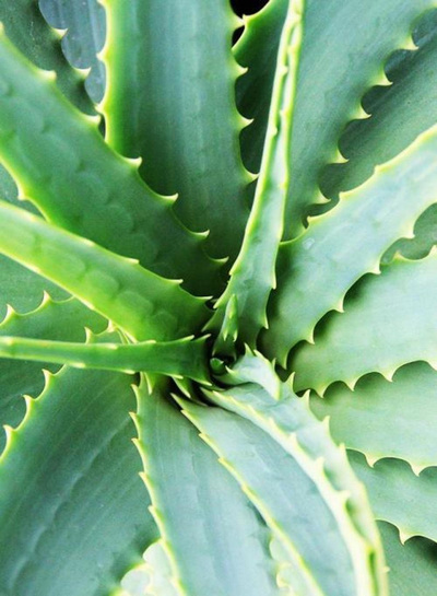 Produktfoto zu Aloe Vera Vito