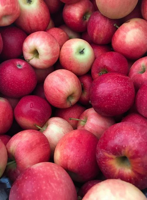 Produktfoto zu Apfel Idared