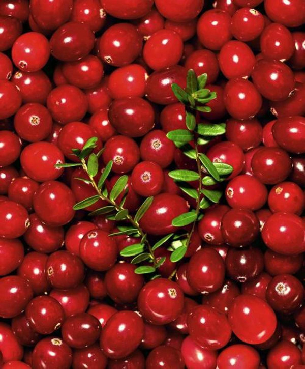 Produktfoto zu Cranberry (Pflanze)