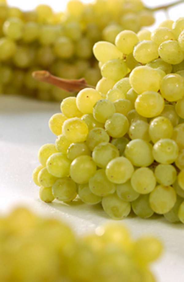Produktfoto zu Trauben weiss kernlos