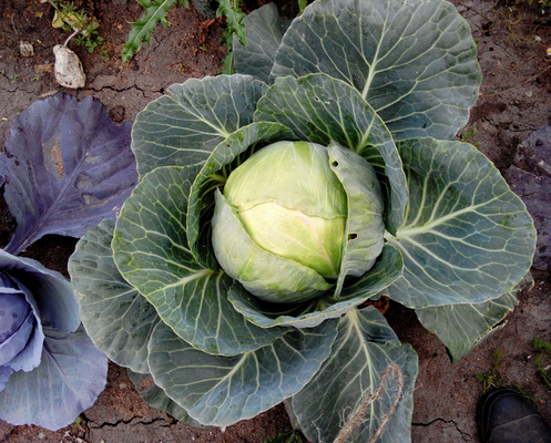 KI generiert: Ein frischer Weißkohl im Garten mit großen grünen Blättern.