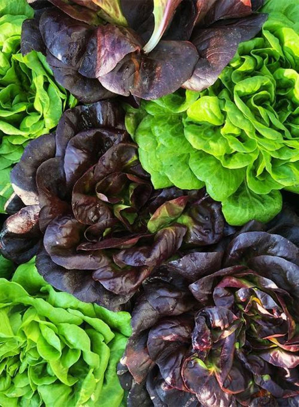 Produktfoto zu Salanova Crispy rot (Salat)