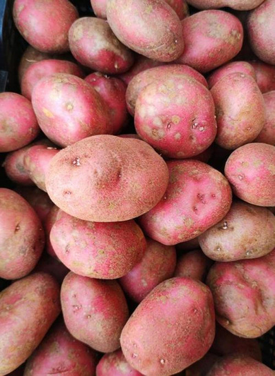 Produktfoto zu Kartoffeln vorwiegend festkochend rotschalig