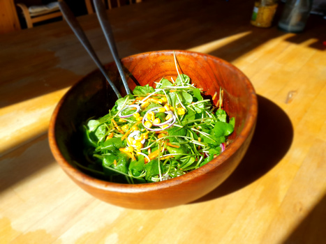 Rezeptbild für Postelein-Salat