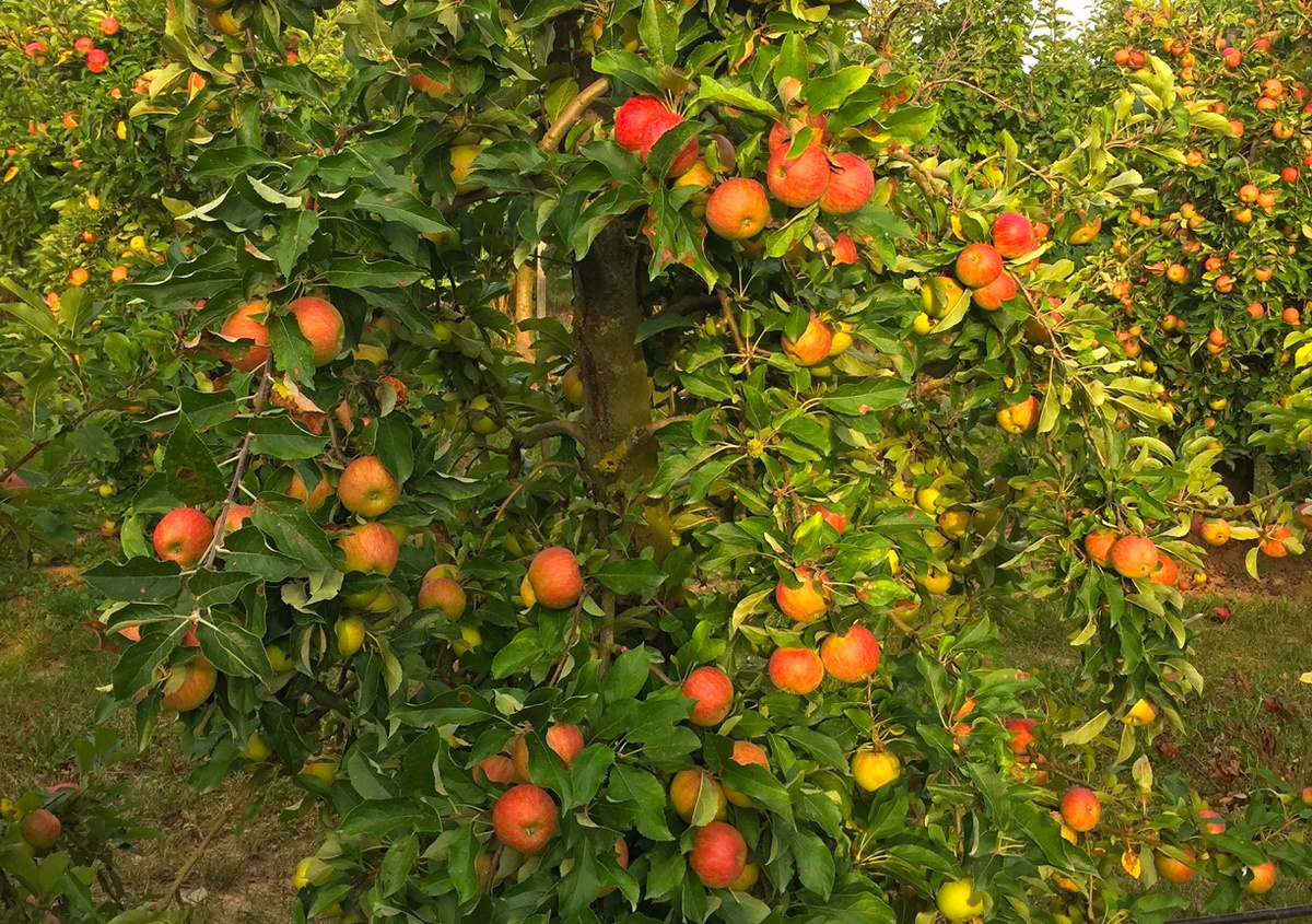 KI generiert: Ein Apfelbaum voller reifer Äpfel in einem Obstgarten.