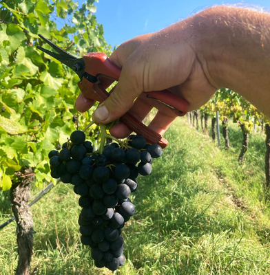 KI generiert: Eine Hand hält dunkle Trauben und eine Gartenschere in einem Weinberg.